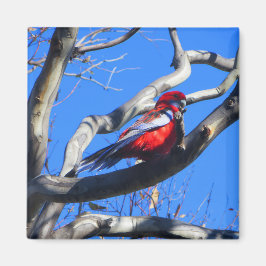 キャンベラの冬の自然 マグネット