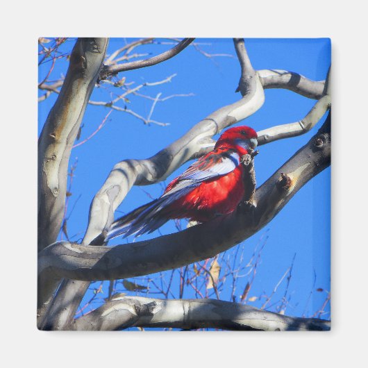 キャンベラの冬の自然 マグネット (正面)