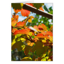 キャンベラの秋