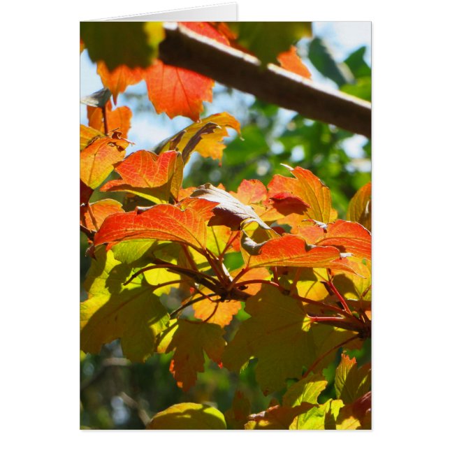 キャンベラの秋 (正面)