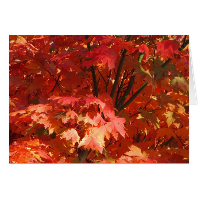 キャンベラの秋 (正面横)