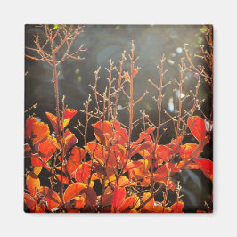 キャンベラの秋 マグネット