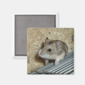 キャンベルズハムスター マグネット (正面/裏面)