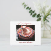 キャンペードチワフアドッグ ポストカード (スタンド正面)