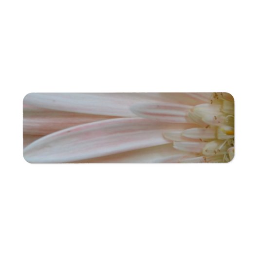 キュアフラワーの植物 ラベル (正面)