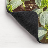 キュウリの実生 マウスパッド (コーナー)