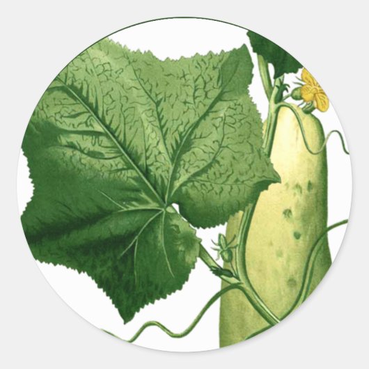 キュウリアートステッカー1 ラウンドシール (正面)