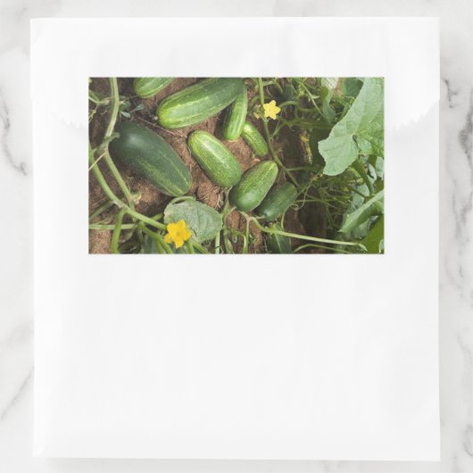 キュウリパッチ長方形ステッカー 長方形シール (バッグ)