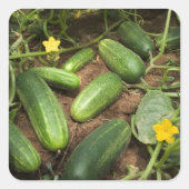 キュウリ スクエアシール (正面)