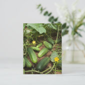 キュウリ ポストカード (スタンド正面)