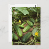 キュウリ ポストカード (正面/裏面)