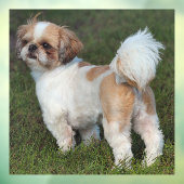 キュストシーズー（犬）Tzu ウィンドウサイン (シート3)