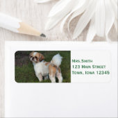 キュストシーズー（犬）Tzu ラベル (インサイチュ)