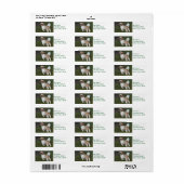 キュストシーズー（犬）Tzu ラベル (フルシート)