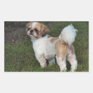 キュストシーズー(犬)Tzu 長方形シール