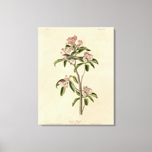 キュビエのキングレット（キュビエのレギュラス）オードボンバード キャンバスプリント (正面)