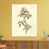 キュビエのキングレット（キュビエのレギュラス）オードボンバード キャンバスプリント (インサイチュ (リビング))