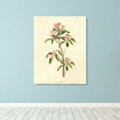 キュビエのキングレット（キュビエのレギュラス）オードボンバード キャンバスプリント (インサイチュ (ウッドフロア))