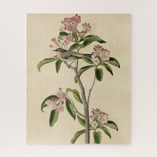 キュビエのキングレット（キュビエのレギュラス）オードボンバード ジグソーパズル (縦)