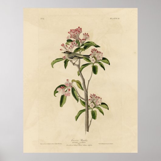 キュビエのキングレット（キュビエのレギュラス）オードボンバード ポスター (正面)