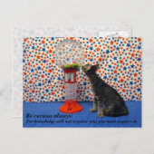 キュリオシティ – 主演コリ・ザ・レスキュー子猫 ポストカード (正面/裏面)