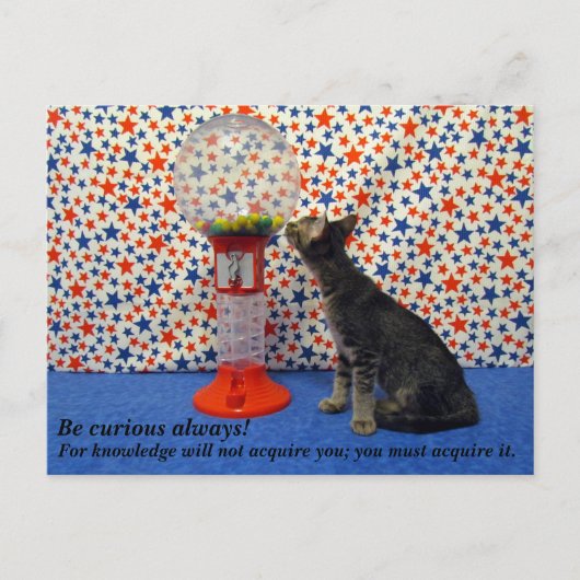 キュリオシティ – 主演コリ・ザ・レスキュー子猫 ポストカード (正面)