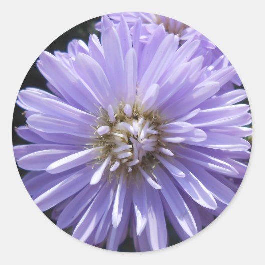 キュレネ ラウンドシール (正面)