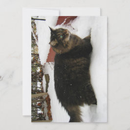 キュートおもしろいメイヌクーンキティキャットコールドトークス