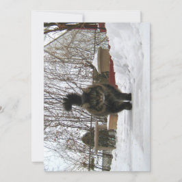 キュートおもしろいメイヌクーン雪を降ろす