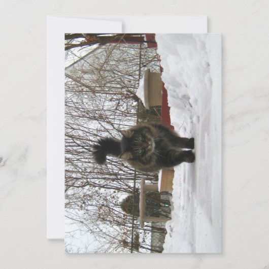 キュートおもしろいメイヌクーン雪を降ろす (正面)