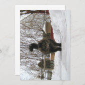 キュートおもしろいメイヌクーン雪を降ろす (正面/裏面)