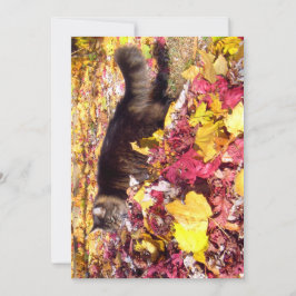 キュートおもしろいメインCoon The Leaf Inspection