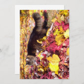 キュートおもしろいメインCoon The Leaf Inspection (正面/裏面)