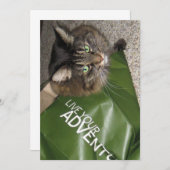 キュートおもしろいメーンクーンキティキャットザ・冒険家 (正面/裏面)