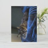 キュートおもしろいメーンクーンキャットドリーミング (スタンド正面)