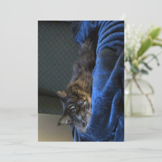 キュートおもしろいメーンクーンキャットドリーミング (スタンド正面)