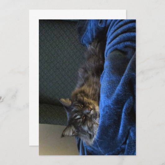 キュートおもしろいメーンクーンキャットドリーミング (正面/裏面)