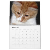 キュートで楽しい「Kitty Koolness」2024年 猫カレンダー カレンダー (3月 2027)