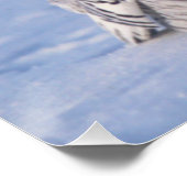 キュートなアラスカ冬の雪のフクロウの写真デザイン ポスター (コーナー)