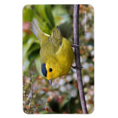 キュートなウィルソンのウォーブラーのソングバードのグレープヴィン マグネット (縦)