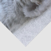 キュートなグレータブビーキャットとクリスマスハットクリスマス 薄葉紙 (詳細)