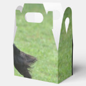 キュートなゴードン・セッター フェイバーボックス (オープン)