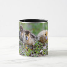 キュートなトリプレットムスコヴィランニングアヒルの子