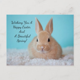 キュートなバニーイースター シーズンポストカード