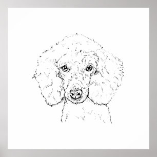キュートなプードルのイラスト、手描き ポスター