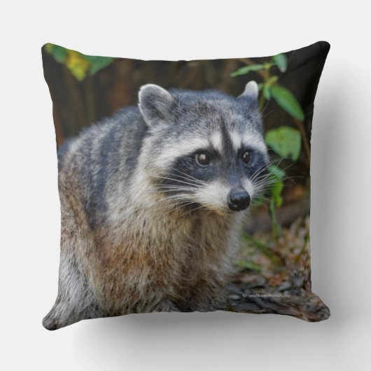 キュートなポーズをとる北米アライグマ クッション (裏面)