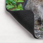 キュートなポーズをとる北米アライグマ マウスパッド (コーナー)