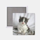 キュートなメーヌクーンキットスクエアマグネット マグネット (正面/裏面)