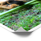 キュートなモルモット食べ物三つ並び ポスター (角)