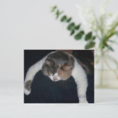 キュートな三毛猫の寝猫肩 ポストカード (スタンド正面)